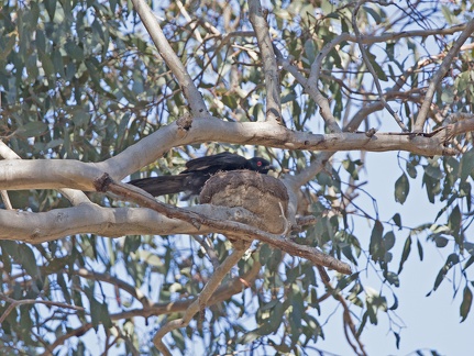 White-winged-Chough-nest-IMG 2404