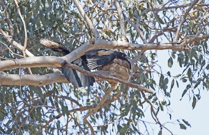 White-winged-Chough-nest-IMG 2410