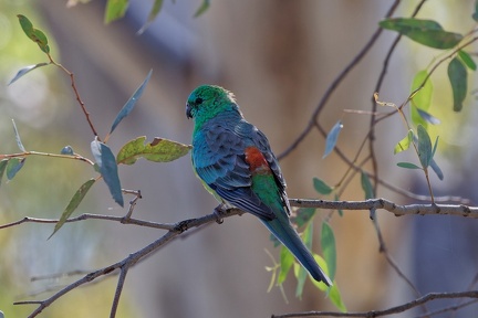 Red-rumped-Parrot-IMG 0038 DxO