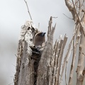 Dusky-Woodswallow-IMG 2612 DxO