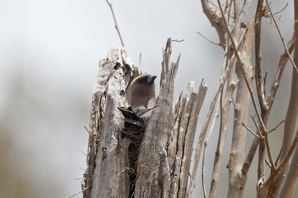 Dusky-Woodswallow-IMG 2612 DxO