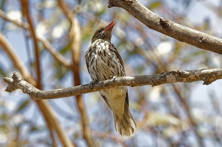 Olive-backed-Oriole-IMG 2905 DxO