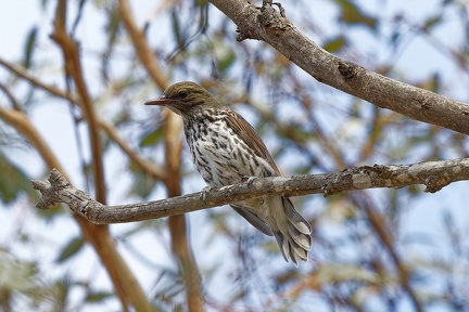 Olive-backed-Oriole-IMG 2937 DxO