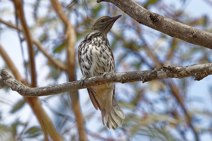 Olive-backed-Oriole-IMG 2945 DxO