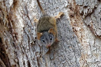 Yellow-footed-Antechinus-IMG 2839 DxO