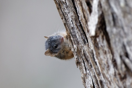 Yellow-footed-Antechinus-IMG 2861 DxO