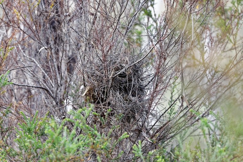 White-browed-Babbler-nest-IMG 2832 DxO