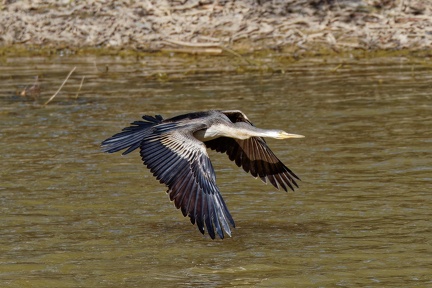 Darter-IMG 4818 DxO