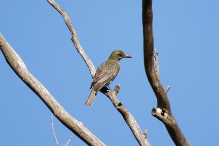 Oriole-IMG 0302 DxO