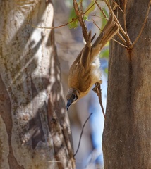 Little-Friarbird-IMG 1256 DxO