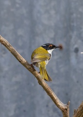 White-naped-HE-IMG 1572 DxO