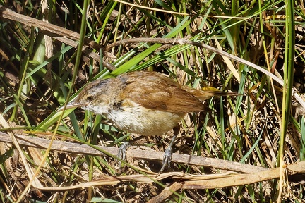 Reed-Warbler-IMG 2189 DxO