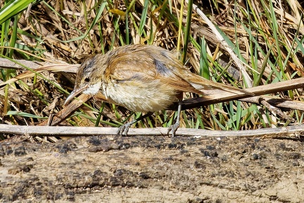 Reed-Warbler-IMG 2199 DxO