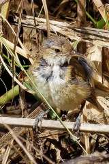 Reed-Warbler-IMG 2208 DxO