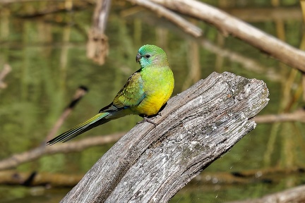 Red-rumped-Parrot-IMG 2255 DxO