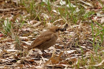 Starling-juv-IMG 0937 DxO