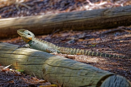 Eastern-Water-Dragon-IMG 1058 DxO