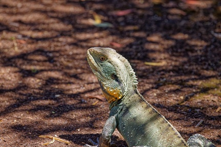 Eastern-Water-Dragon-IMG 1082 DxO