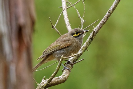 Yellow-faced-HE-IMG 3038 DxO