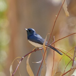 Satin Flycatcher