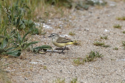 Yellow-rumped-Thornbill-IMG 1401 DxO