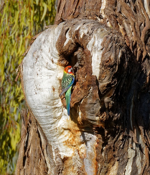 Eastern-Rosella-nest-hollow-IMG 5123 DxO