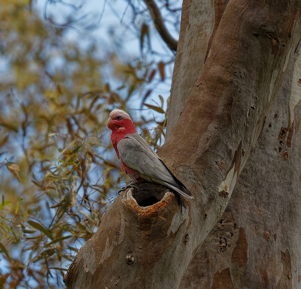 Galah-nest-hollow-IMG_1377_DxO.jpg