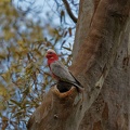 Galah-nest-hollow-IMG 1377 DxO