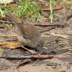 Large-billed Scrubwren