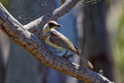 Little-Friarbird-IMG 3563 DxO