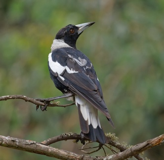 Magpie-IMG 3357 DxO