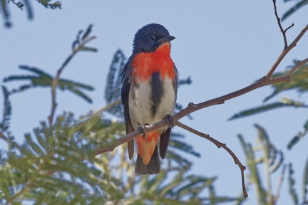 Mistletoe-Bird-IMG 3768 DxO