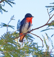 Mistletoe-Bird-MG 3775 DxO