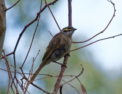 Yellow-faced-HE-IMG 4298 DxO