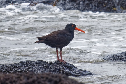 Sooty-Oystercatcher-IMG 4547 DxO