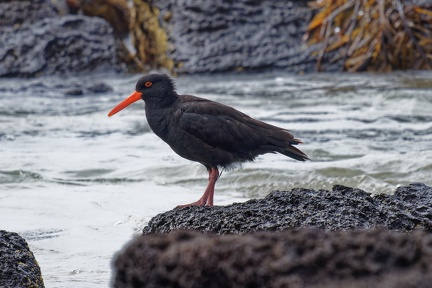 Sooty-Oystercatcher-IMG 4565 DxO