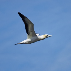 Gannet