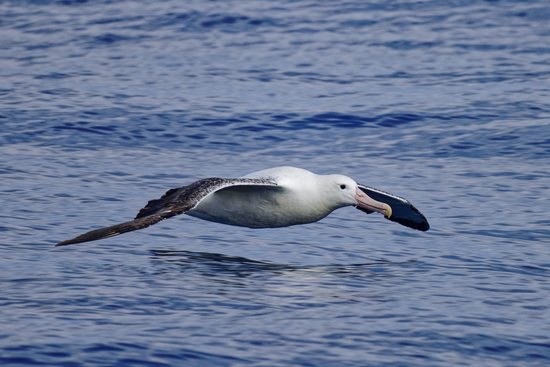 Royal-Albatross-IMG_5227_DxO.jpg