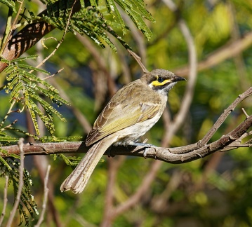 Yellow-Faced-HE-IMG 6229 DxO