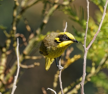 Yellow-tufted-HE-IMG 6272 DxO