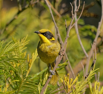 Yellow-tufted-HE-IMG 6312 DxO