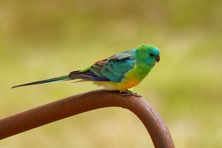 Red-rumped-Parrot-IMG 7010 DxO