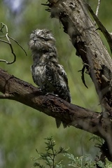 Tawny-Frogmouth-IMG 4244-Edit DxO