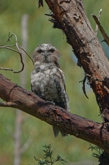 Tawny-Frogmouth-IMG 4290 DxO