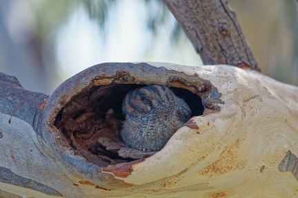 Owlet-Nightjar-IMG 3729 DxO