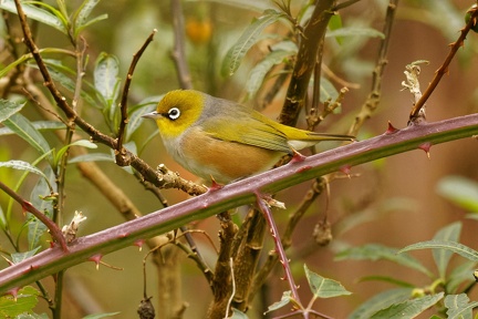 Silvereye-IMG 7822 DxO