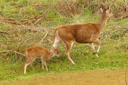 Red-Deer-IMG 7768 DxO