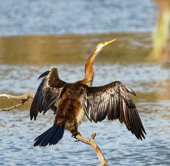 Darter-IMG 7894 DxO