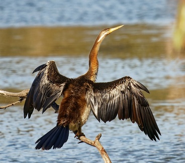 Darter-IMG 7898 DxO