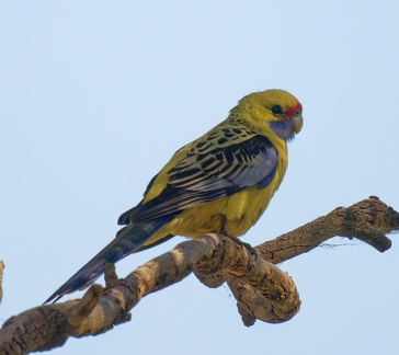 Yellow-Rosella-IMG 7911 DxO